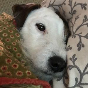 Meet your Posher, Steven